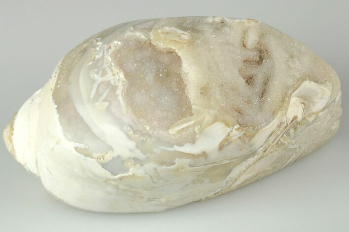 Chalcedony Replaced Gastropod With Sparkly Quartz - India #188777